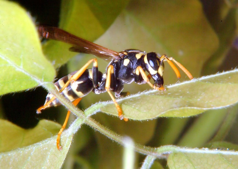 Polistes gioca a rimpiattino